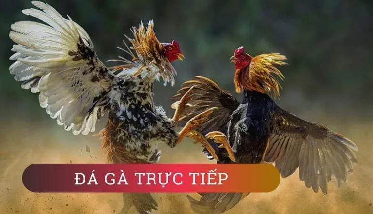 Đá Gà BONGVIP: Bí Ẩn Đằng Sau Sân Chơi Đỉnh Cao Gây Sốt 2 Đá Gà BONGVIP: Bí Ẩn Đằng Sau Sân Chơi Đỉnh Cao Gây Sốt